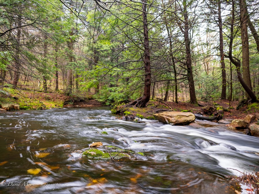 Forest Stream at Ricketts Glen