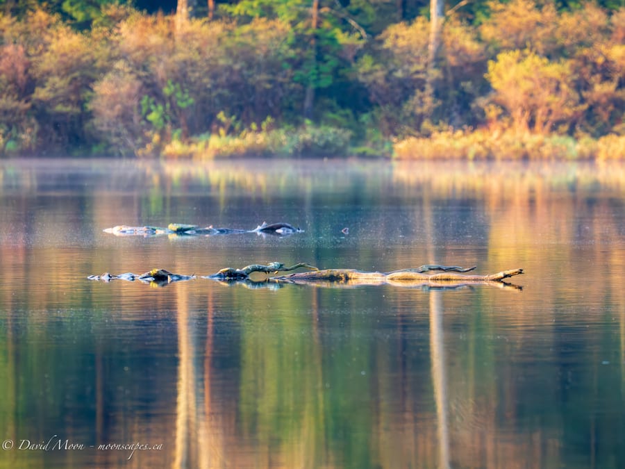 Waterfowl on Reflected Water