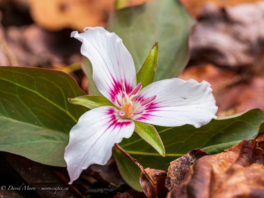 Trillium at Ricketts Glen