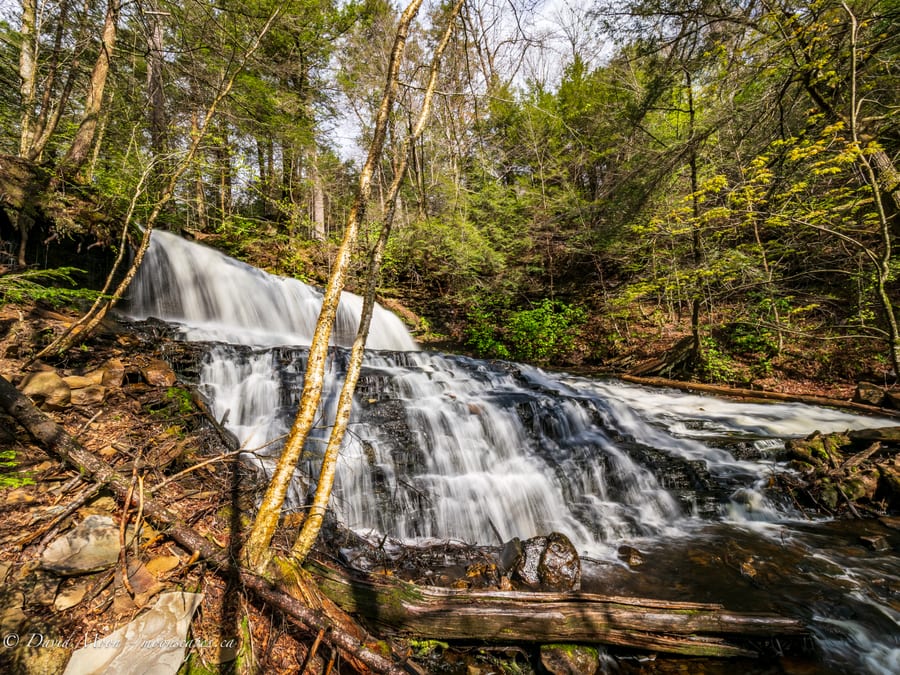 Forest Waterfall at Ricketts Glen