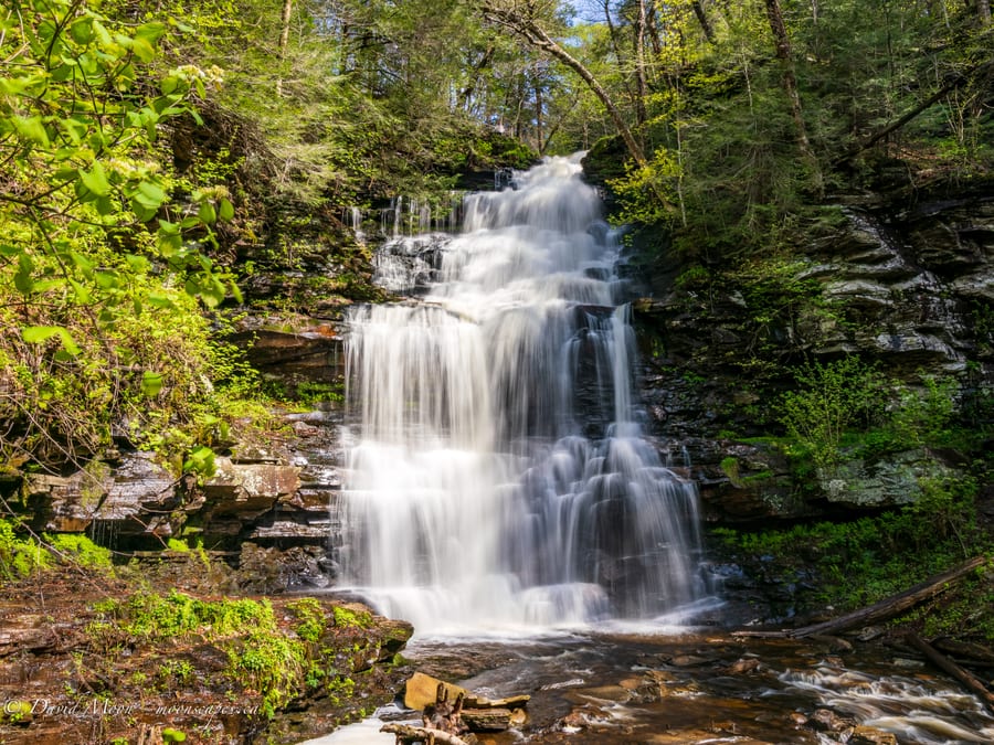 Woodland Waterfall at Ricketts Glen