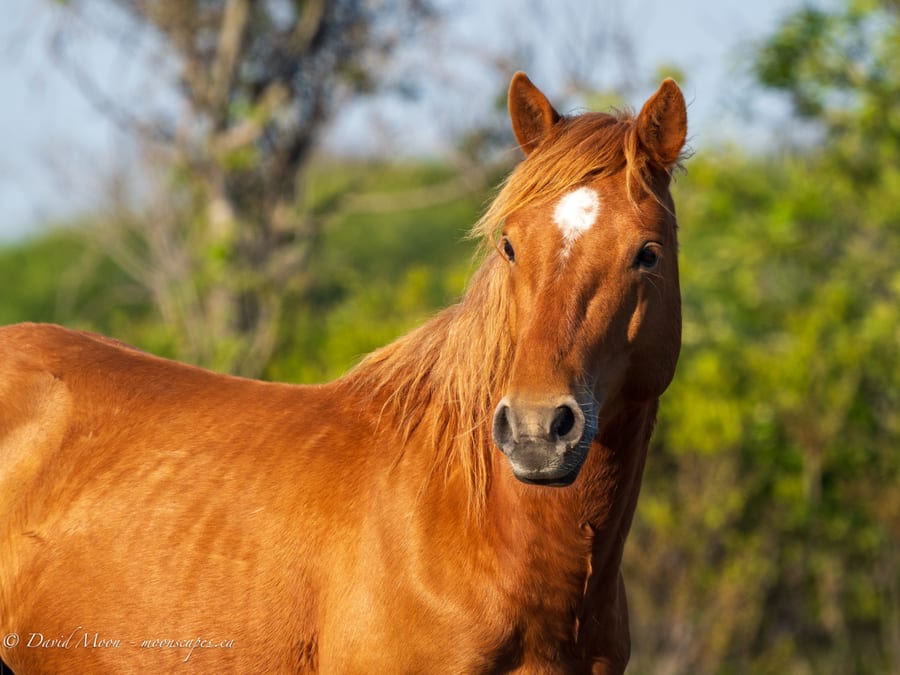 Chestnut Horse Portrait