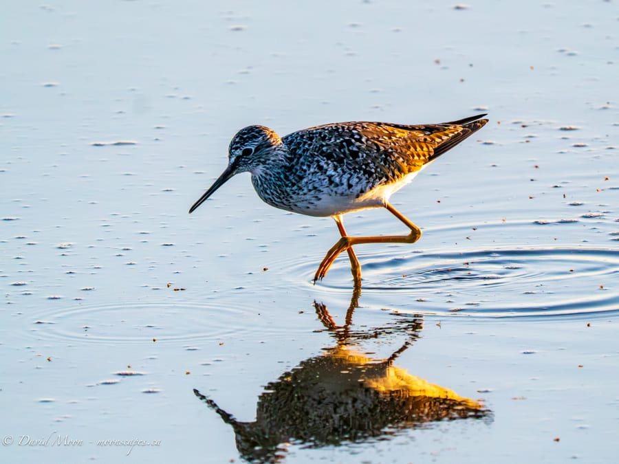 Shorebird Reflections