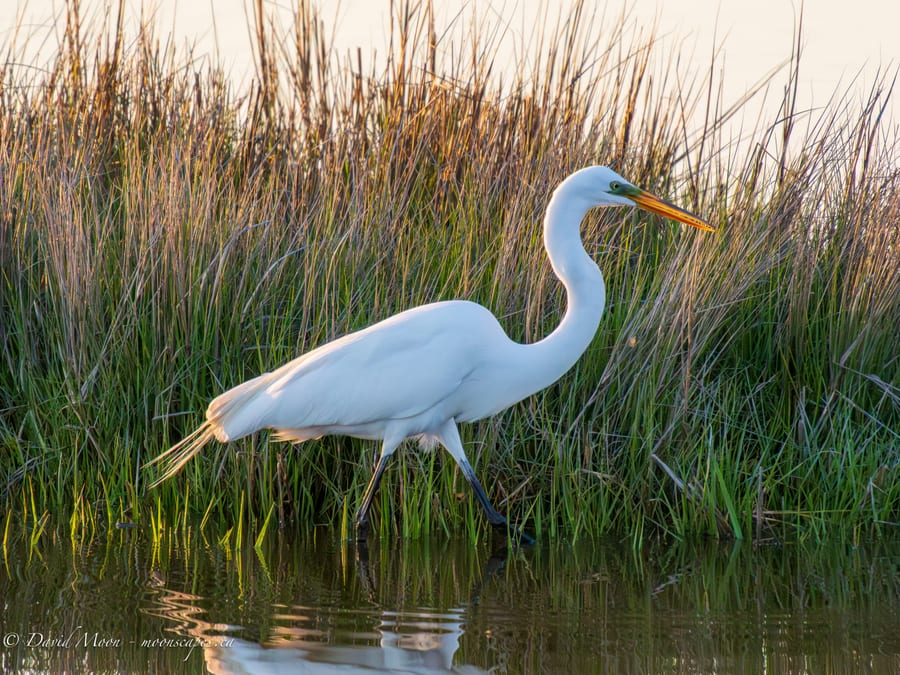 Great Egret in Marsh Grass