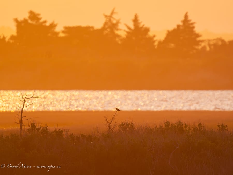 Golden Marsh Silhouette