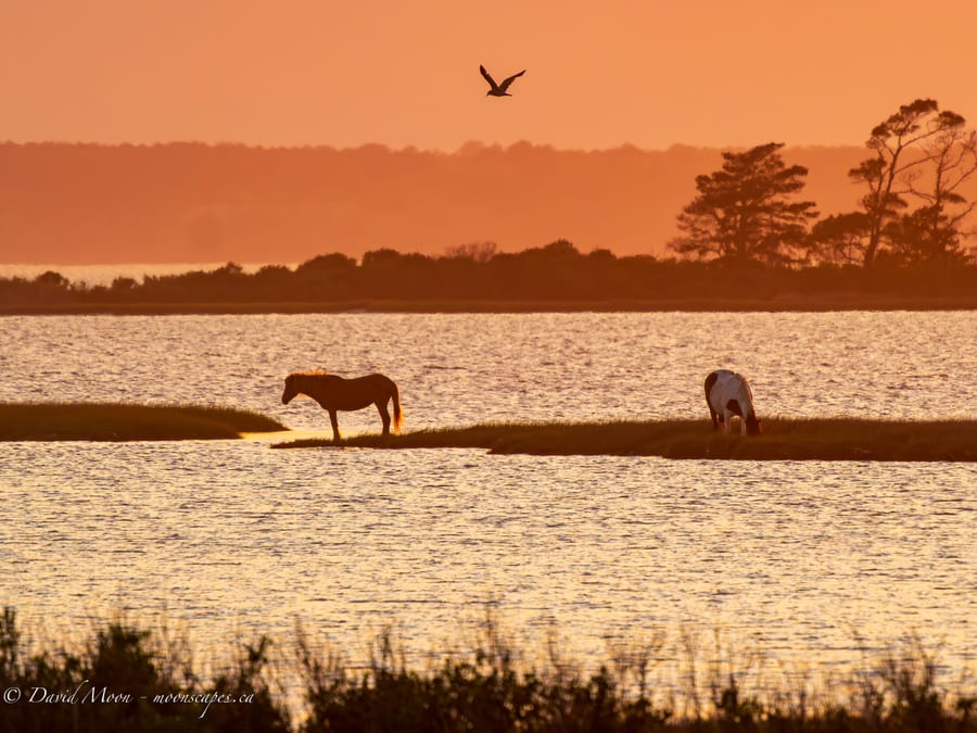 Horses at Sunset in the Marsh