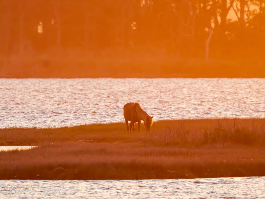 Marsh Horse at Sunset