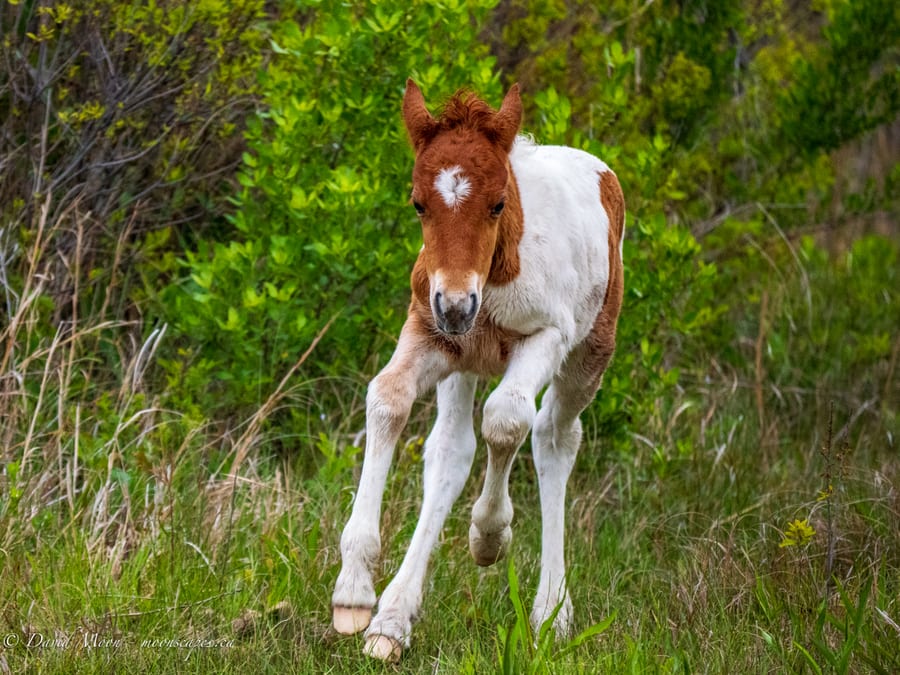 Paint Foal in the Marsh