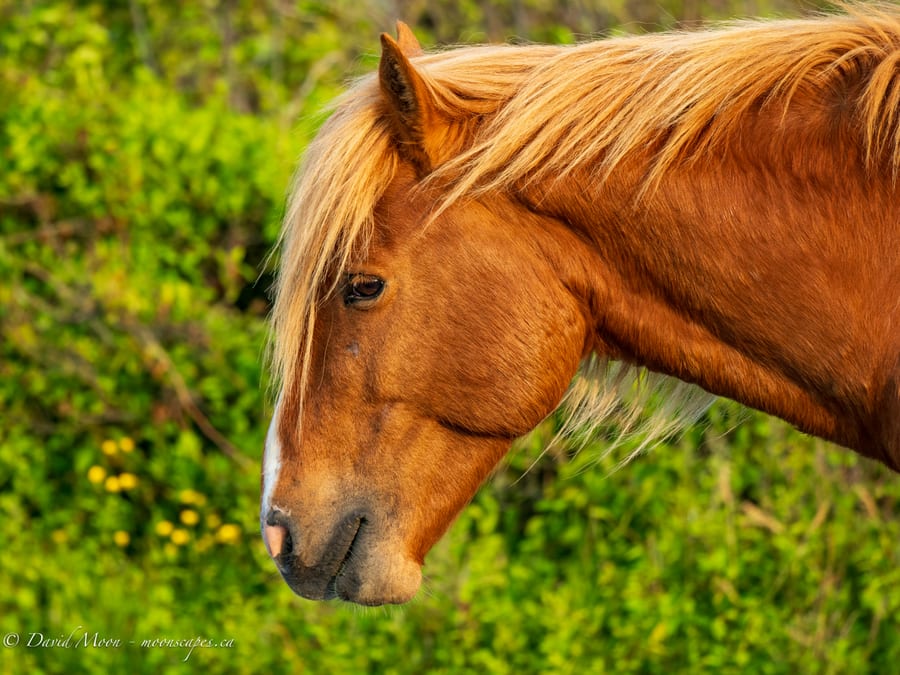 Chestnut Horse Close-up