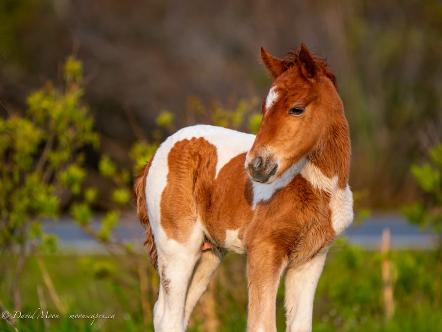 Paint Foal Portrait