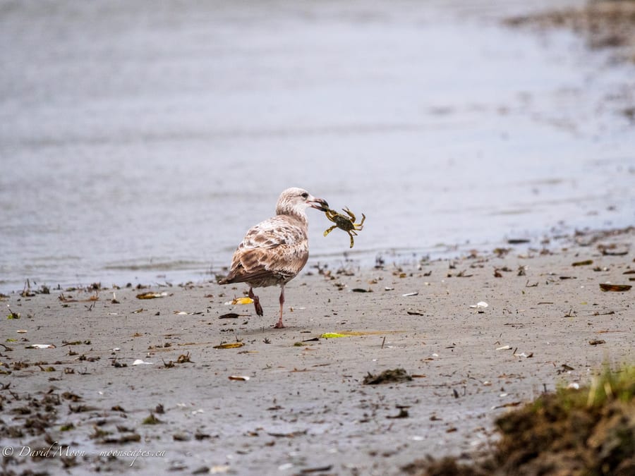 Shorebird with Crab
