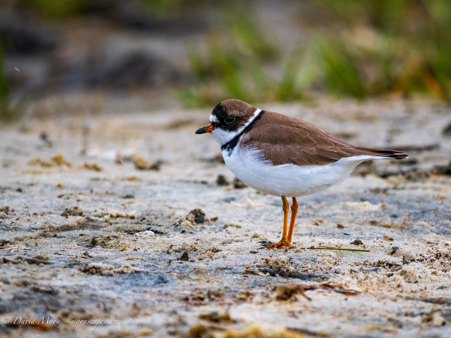 Semipalmated Plover