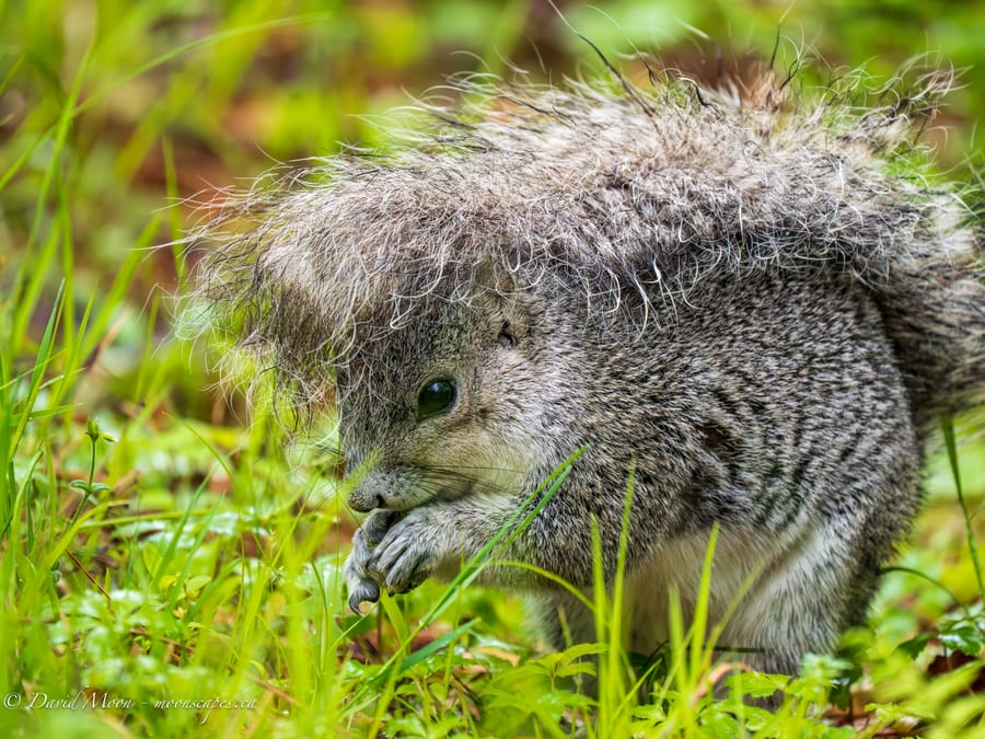 Squirrel in Wet Grass