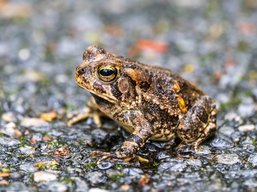 Toad on Wet Pavement