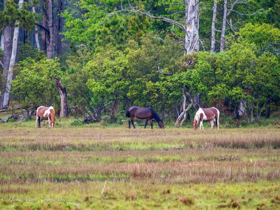 Wild Ponies in the Marsh