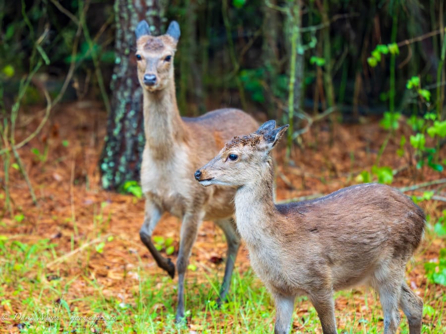 Deer in Coastal Woods