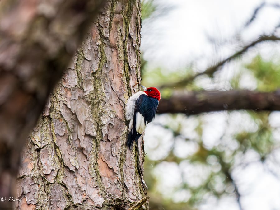 Red-headed Woodpecker on Pine