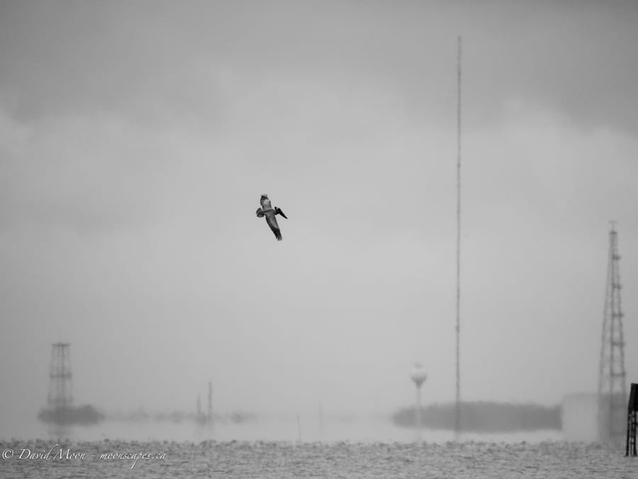 Bird in Stormy Flight