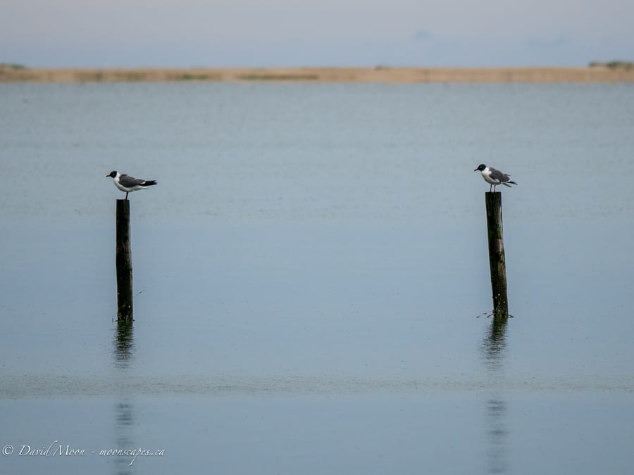 Shorebirds on Pilings