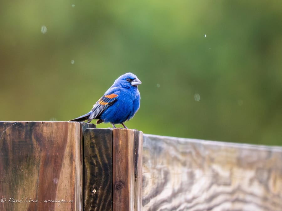 Male Blue Grosbeak