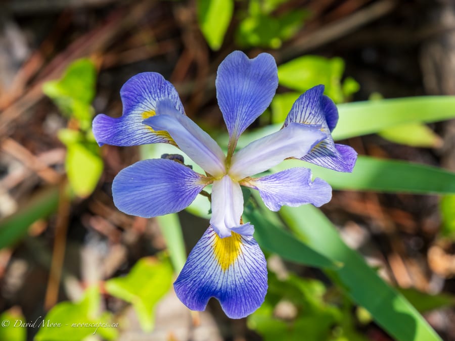 Blue Iris Bloom