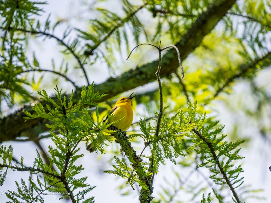Prothonotary Warbler in Cypress