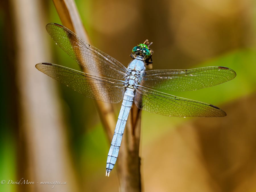Blue Dragonfly on Reeds