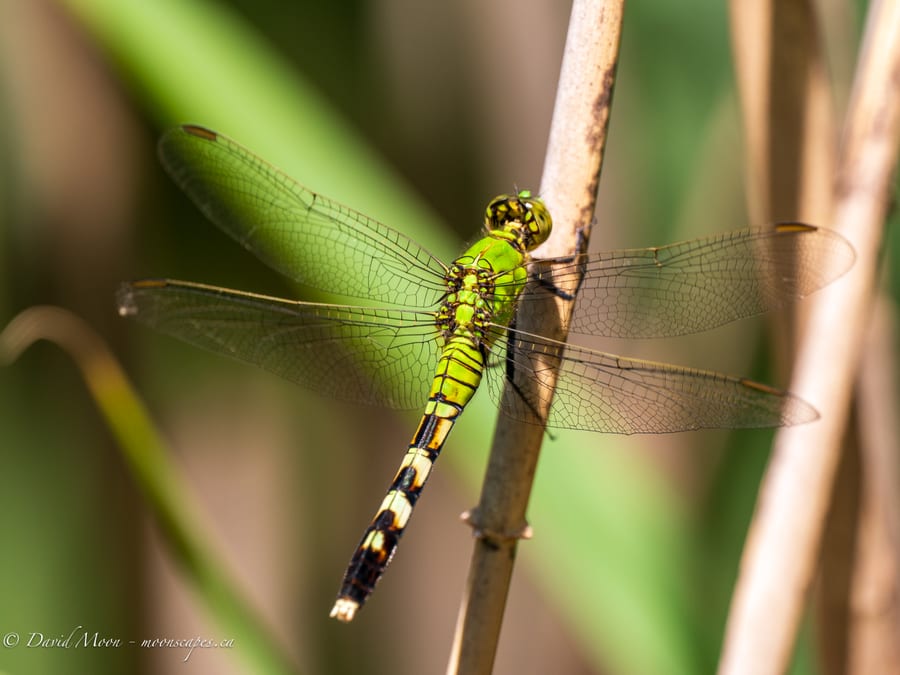 Green Dragonfly on Reeds