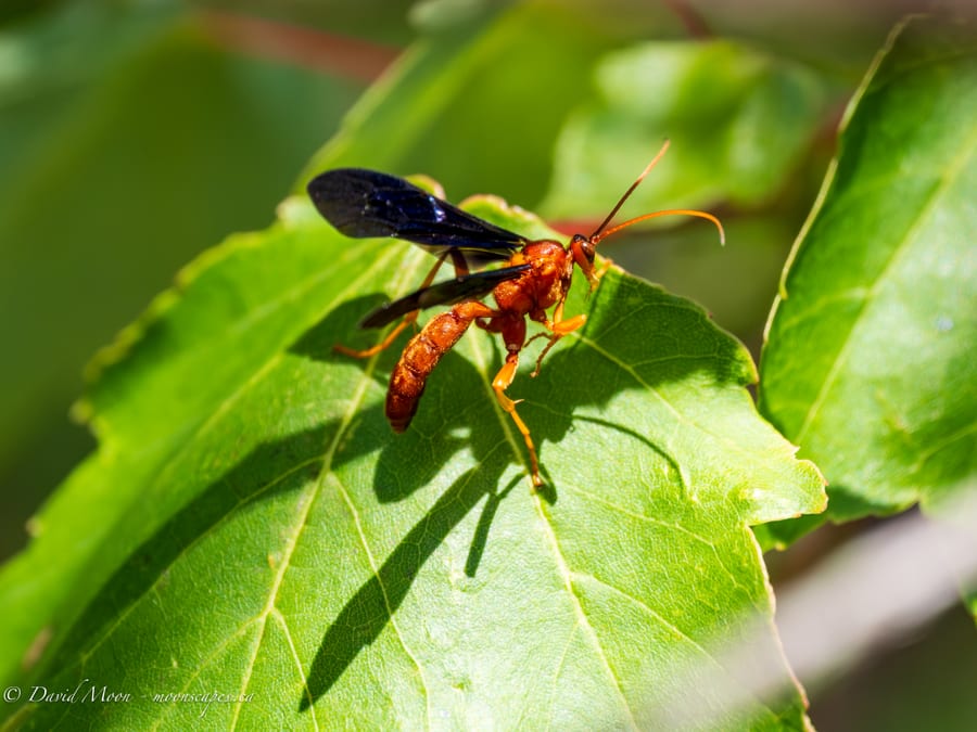 Red Wasp on a Leaf