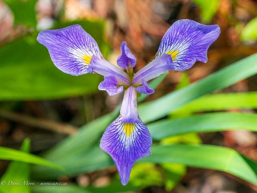 Blue Iris Close-up