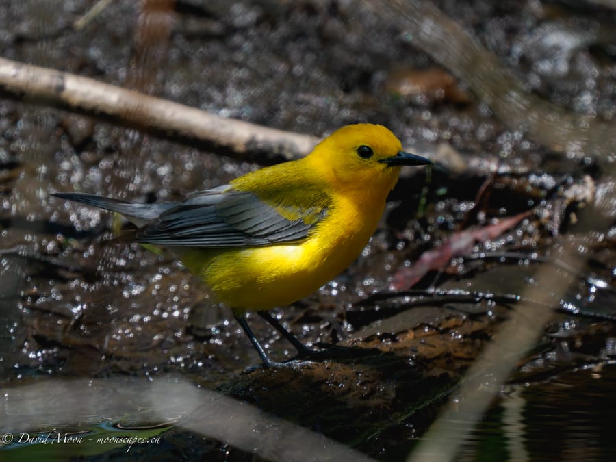 Prothonotary Warbler in the Wetlands