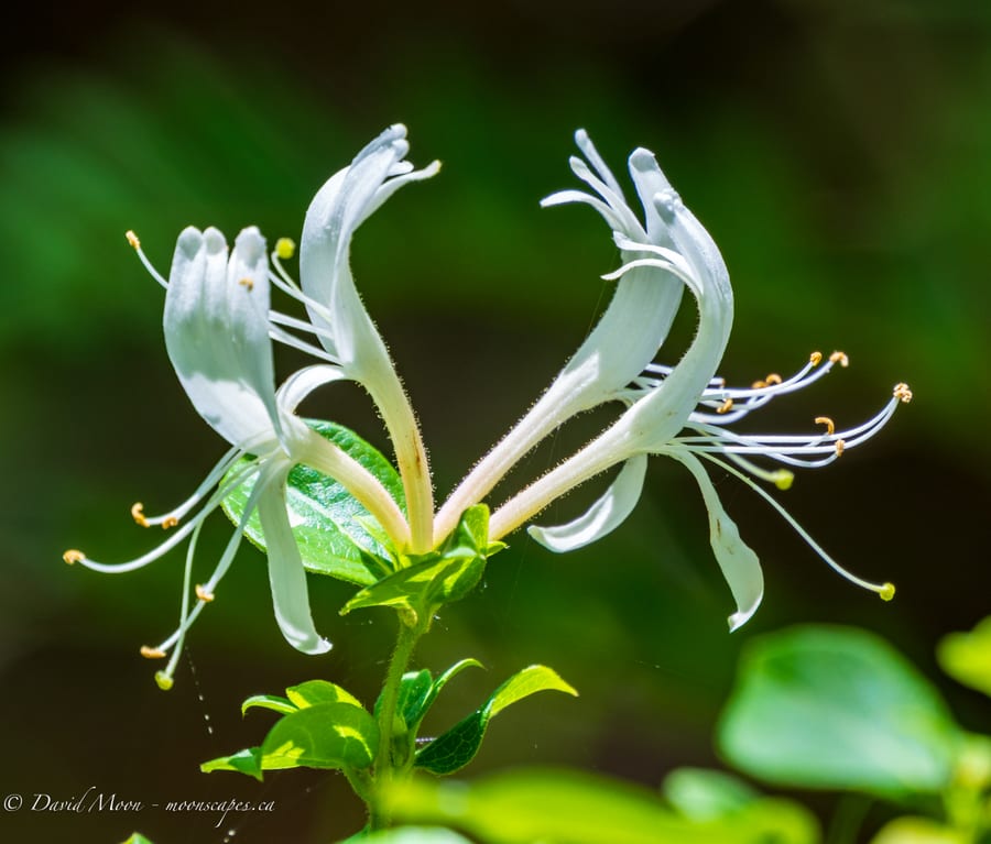White Wildflower in Sunlight