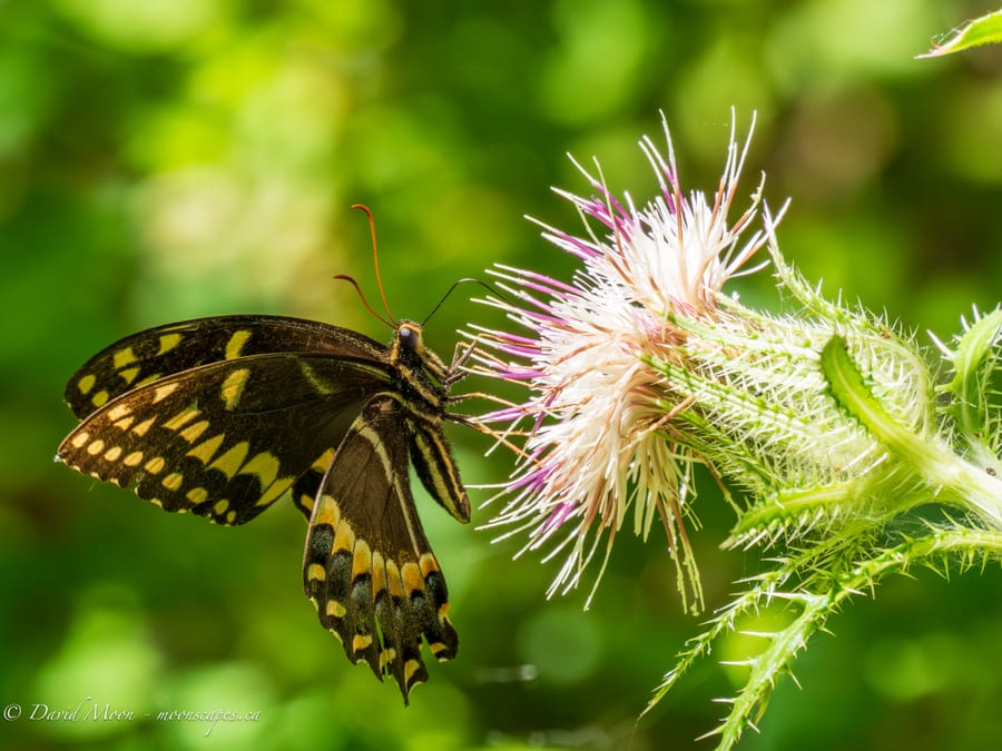 Swallowtail on Thistle