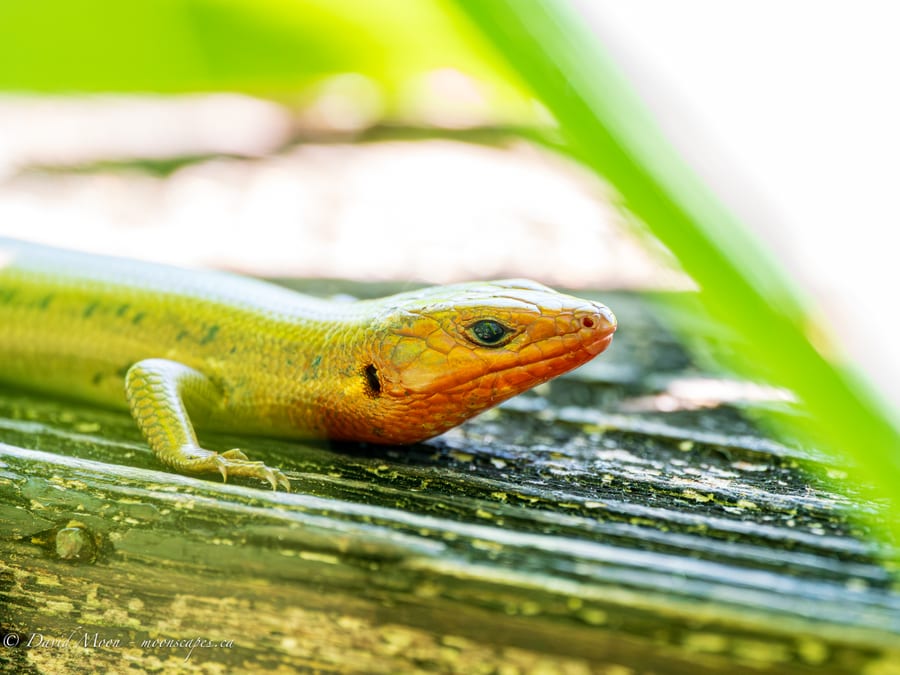 Skink on Sunlit Wood
