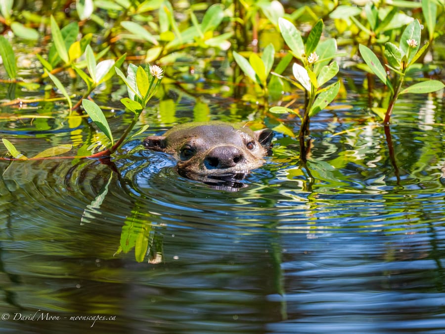 Wetland Mammal in the Reeds
