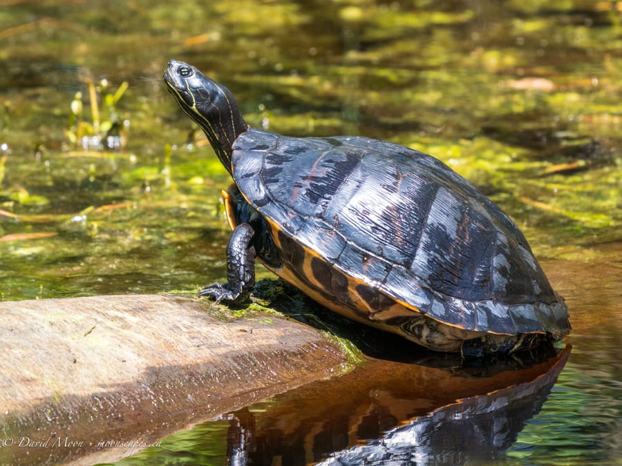 Turtle on a Log