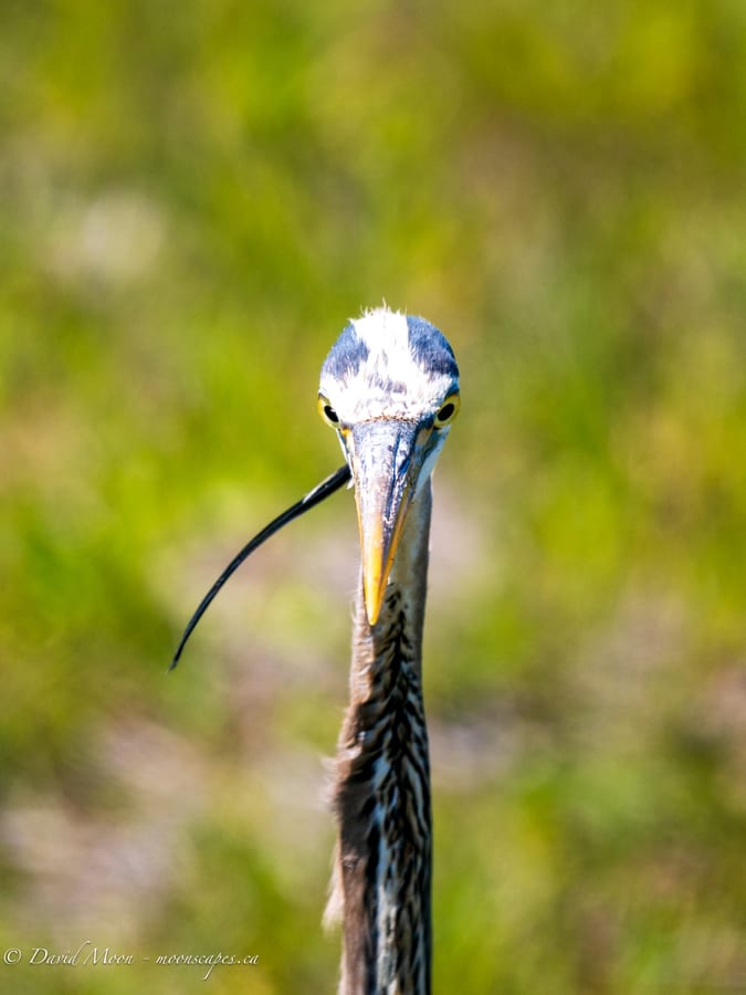 White Ibis Portrait