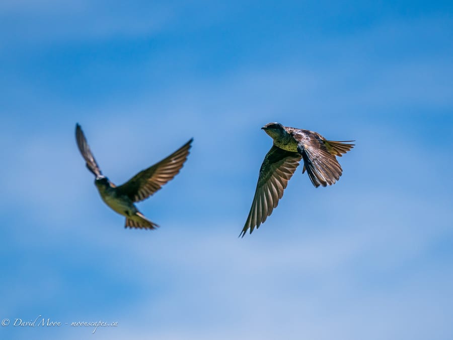 Small Birds in Flight
