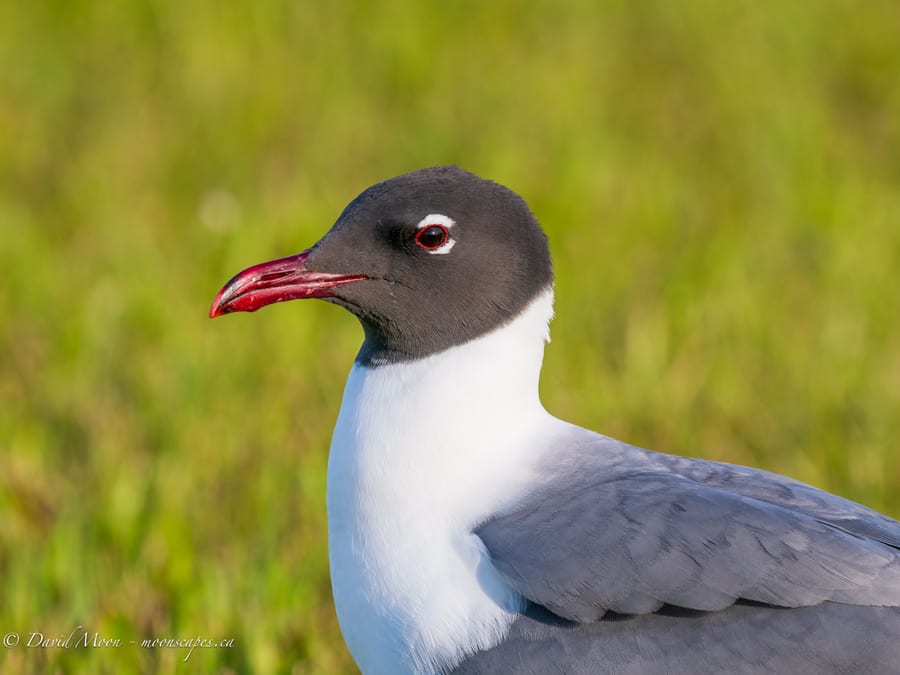 Laughing Gull Portrait