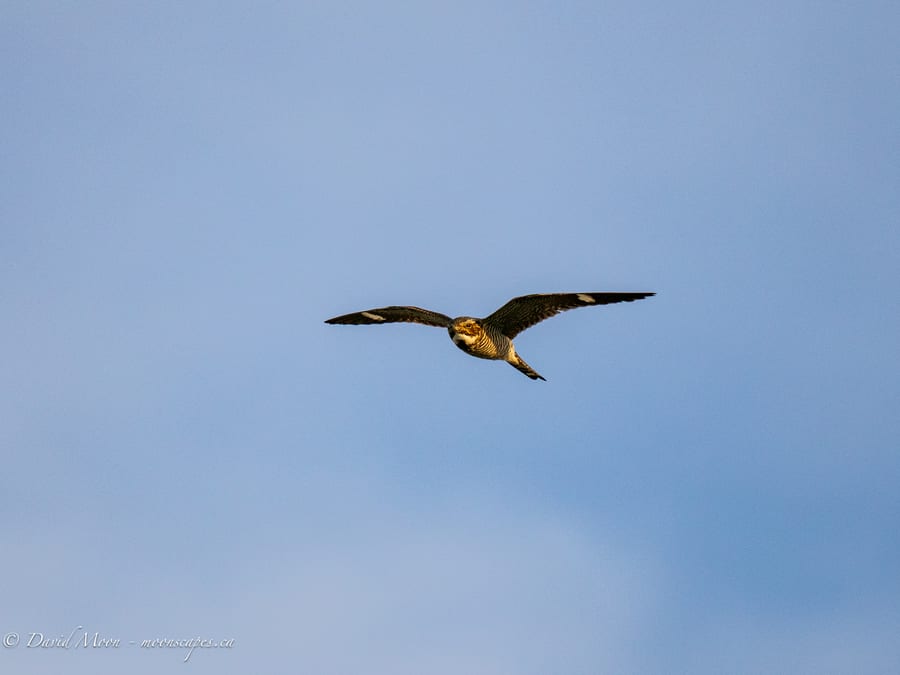 Bird in Flight over Buxton