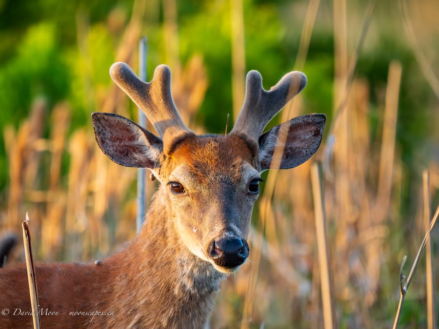 Young Buck in Marsh Grass
