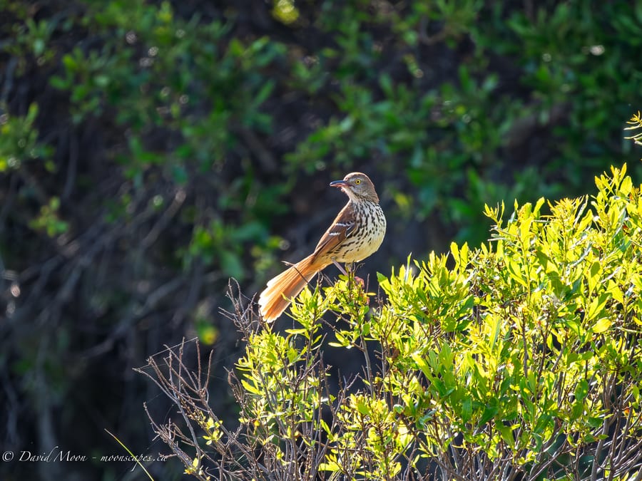 Songbird in Coastal Shrub