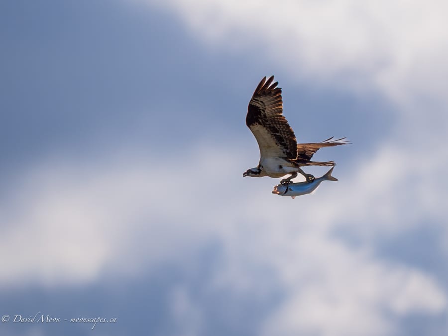 Osprey with Fish
