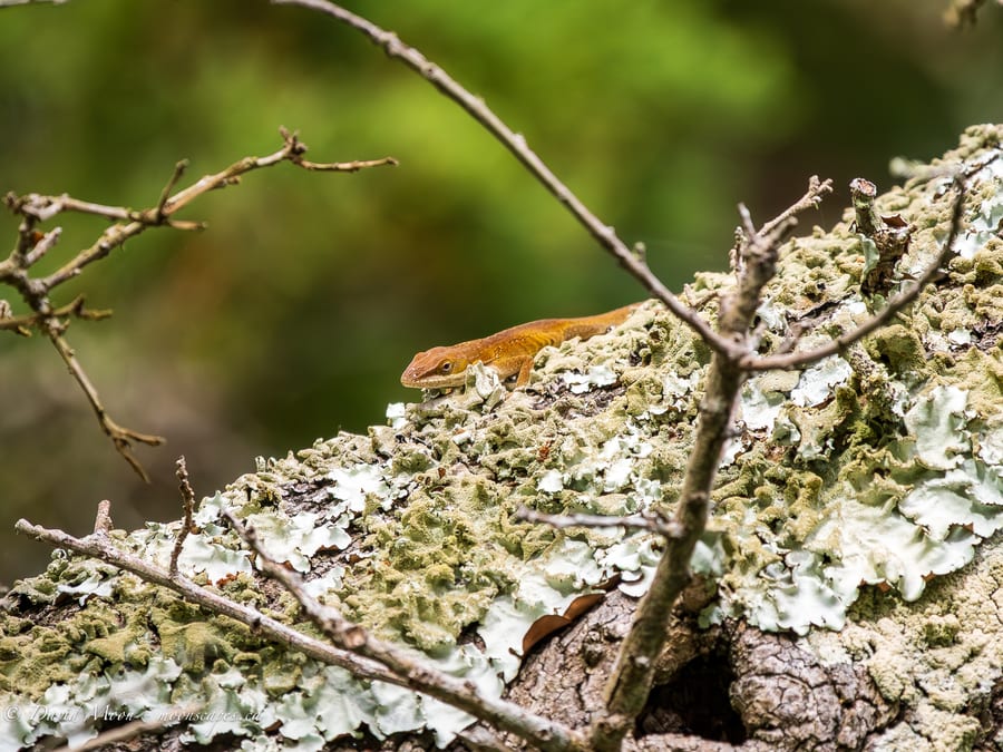 Green Anole on Live Oak