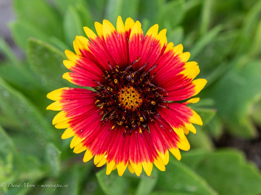 Blanket Flower Bloom