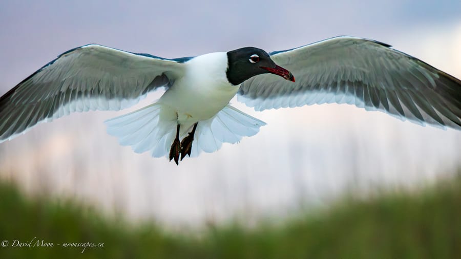 Laughing Gull in Flight