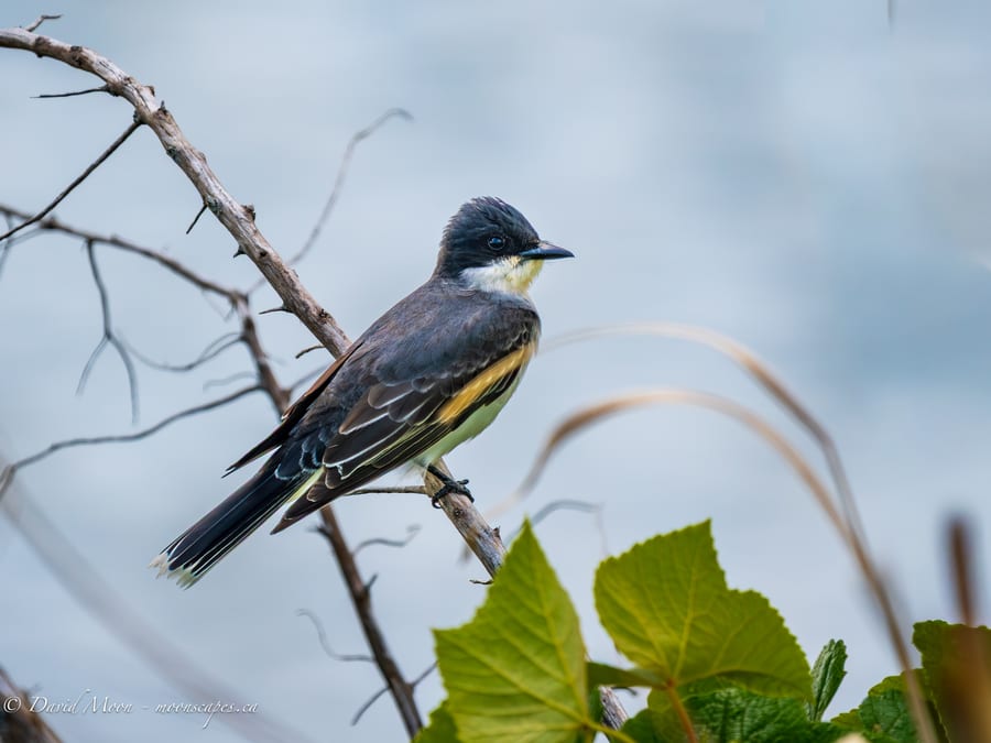 Eastern Kingbird at Cedar Island