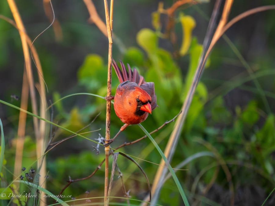 Cardinal in Coastal Grasses