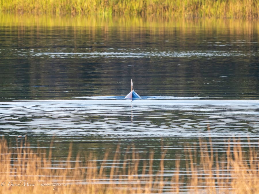 Dolphin in the Kiawah River