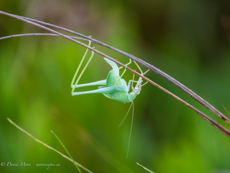 Katydid in the Marsh